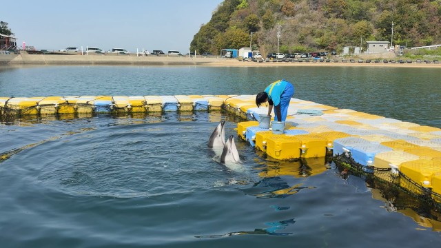 일본 돌핀센터 돌고래 훈련 체험 영상 캡처