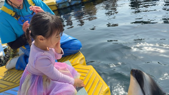쿠로짱과 아이가 가까이 만나는 돌고래 체험